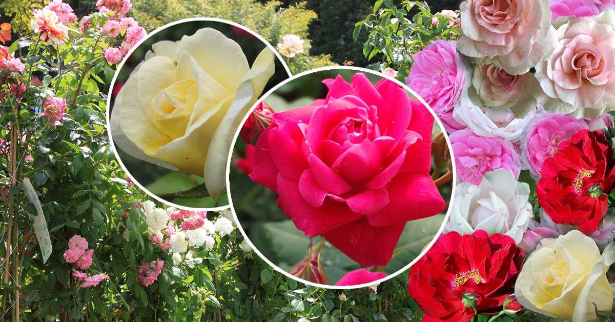Самые устойчивые сорта роз для сибири и подмосоковья. харктеристики