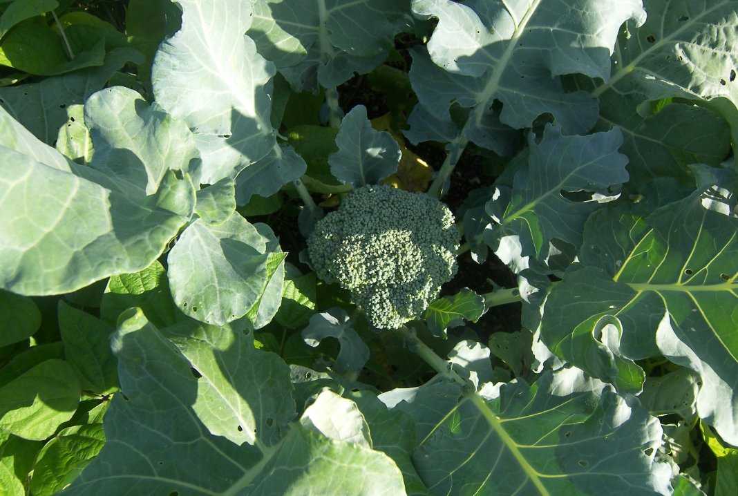 Сорта капусты брокколи: фото с названием, посадка и уход