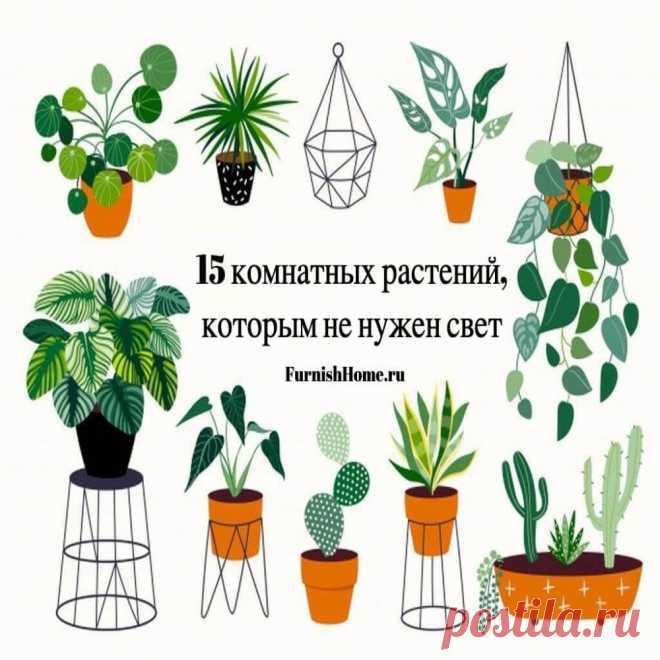 Самые простые комнатные растения