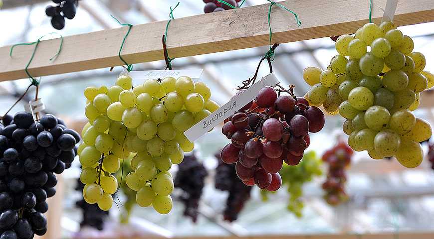 16 лучших сортов винограда для подмосковья и средней полосы. описание. урожайность. фото — ботаничка.ru