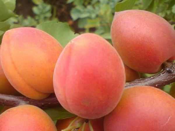 Обзор популярных и выносливых сортов абрикосов для подмосковья