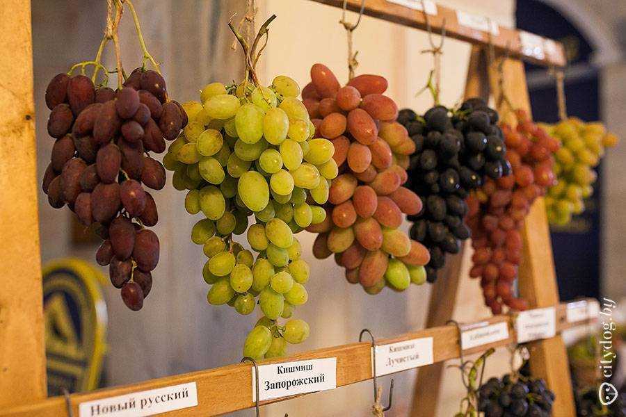 Винные сорта винограда: разделение на технические и столовые, для красных и белых вин