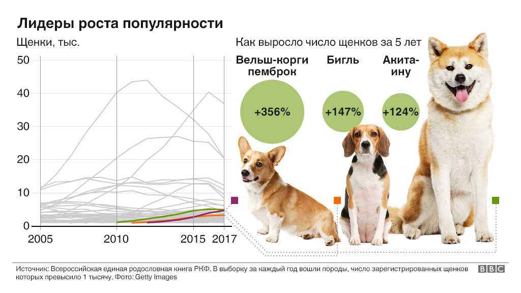 Рейтинг самых умных пород собак на 2021 год