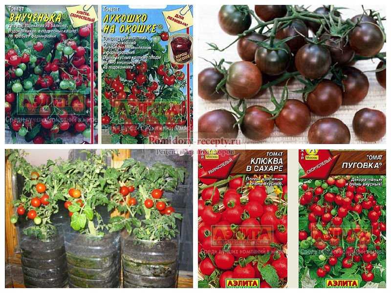 Лучшие сорта томатов для открытого грунта: фото, названия и описания (каталог)