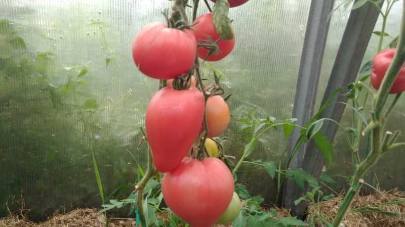 Пора на огород: рейтинг лучших сортов помидоров (томатов) для посадки на даче