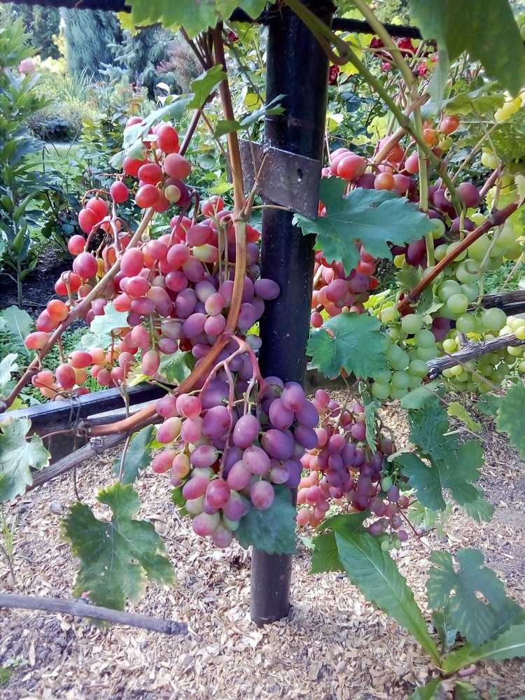 Вкуснейшие сорта винограда для российского климата