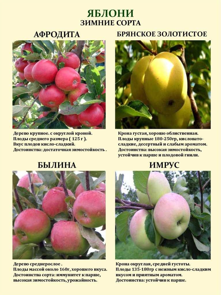 Ранние сорта яблонь: какие самые лучшие скороспелые деревья, а также их фото и описание