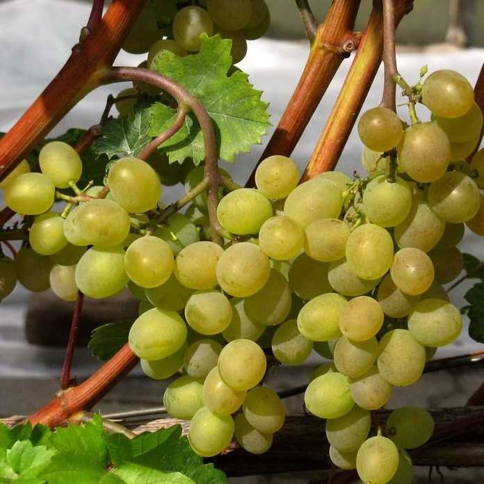 Лучшие сорта винограда для Подмосковья, севера, южных регионов —  описание лучших сортов винограда, фото, отзывы садоводов.