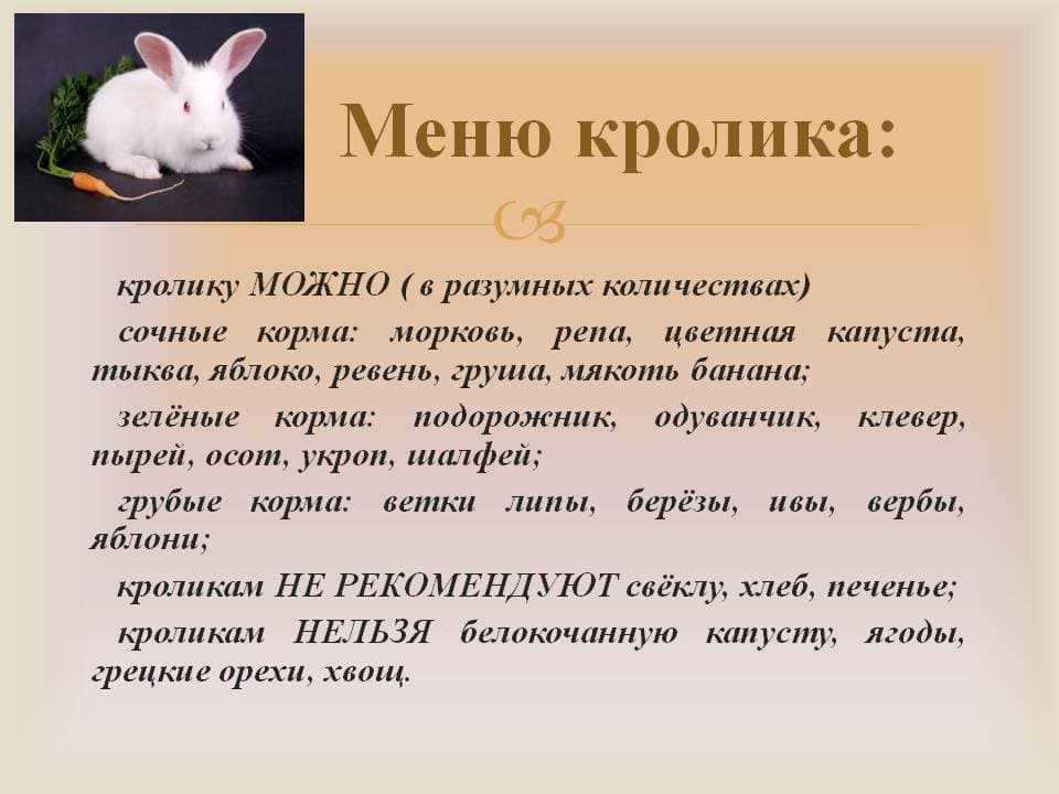 ᐉ чем кормить декоративного кролика в домашних условиях? - zooon.ru