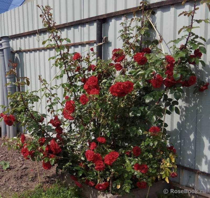 Плетистая роза: сорта, выращивание и уход