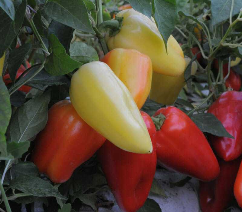 Ранние перцы для подмосковья: лучшие сорта сладкого болгарского овоща для теплицы и открытого грунта