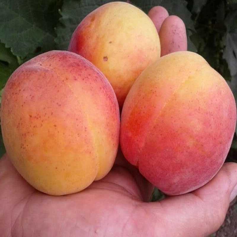 22 лучших сортов абрикосов на любой вкус, с описанием и фото