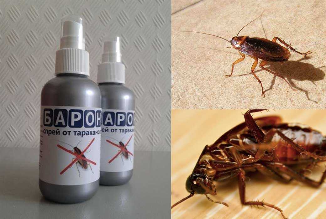 Тараканы в квартире: не беда, подберем самое эффективное средство