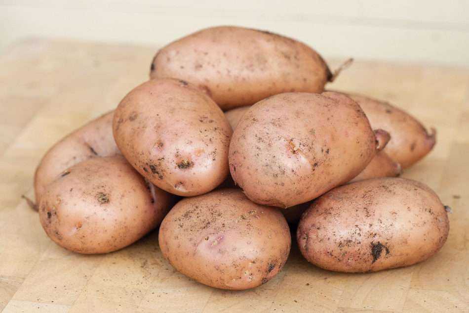 Самые вкусные сорта картофеля с описанием и отзывами