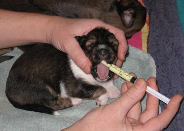 Лучшие средства от глистов для щенков и взрослых собак — по мнению ветеринарных врачей и по отзывам хозяев.