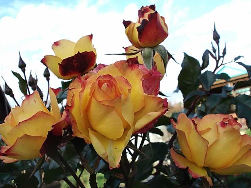12 лучших сортов роз для подмосковья