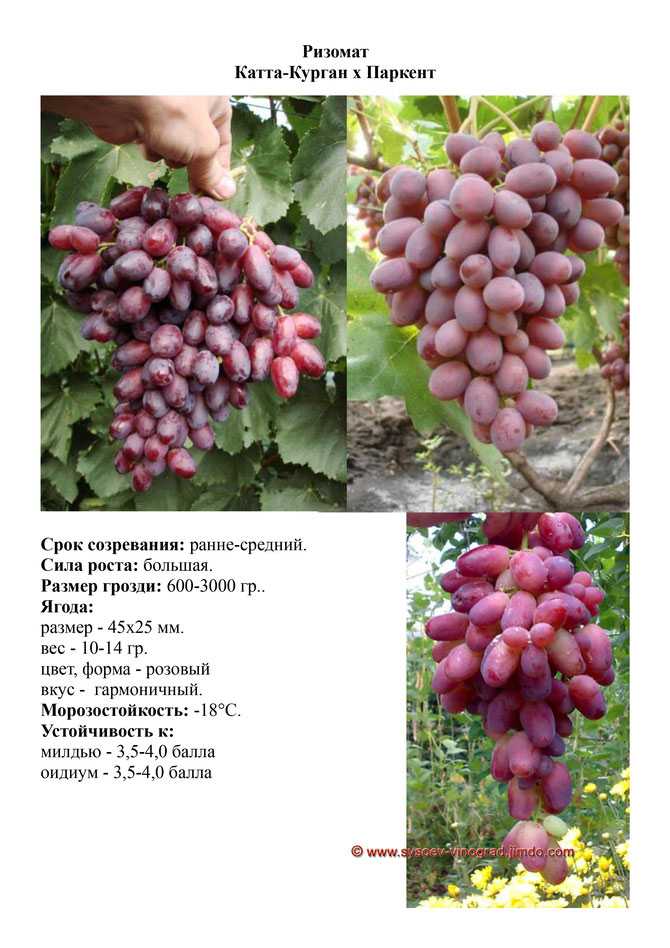Неукрывные сорта винограда: топ 10 для подмосковья с фото