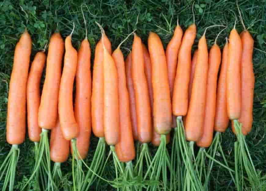 15 лучших сортов моркови для свежего употребления и хранения. описание, фото — ботаничка.ru