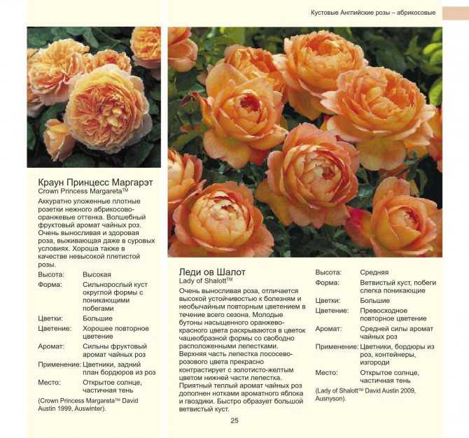 Красные розы дэвида остина - обзор сортов, описания. лучшие красные остинки | о розе
