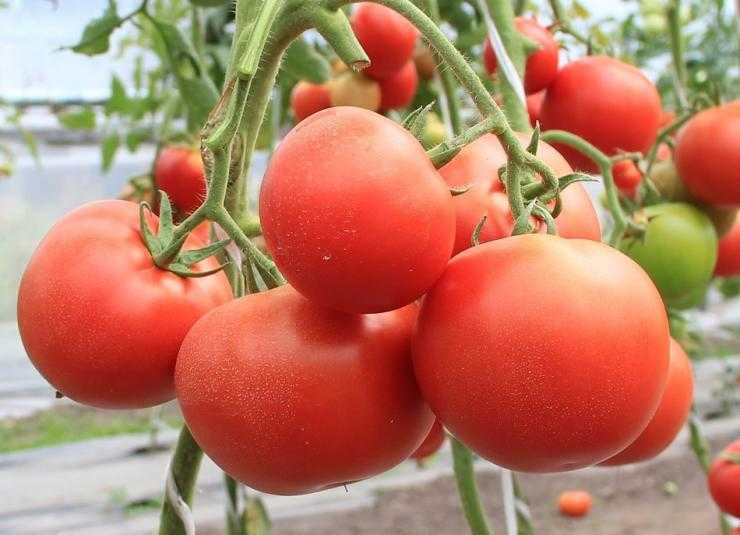 Лучшие сорта помидоров для засолки и консервирования ⋆ дачные дела