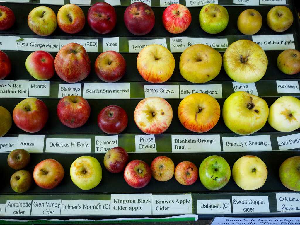 Самоплодные сорта яблонь для подмосковья - дневник садовода semena-zdes.ru
