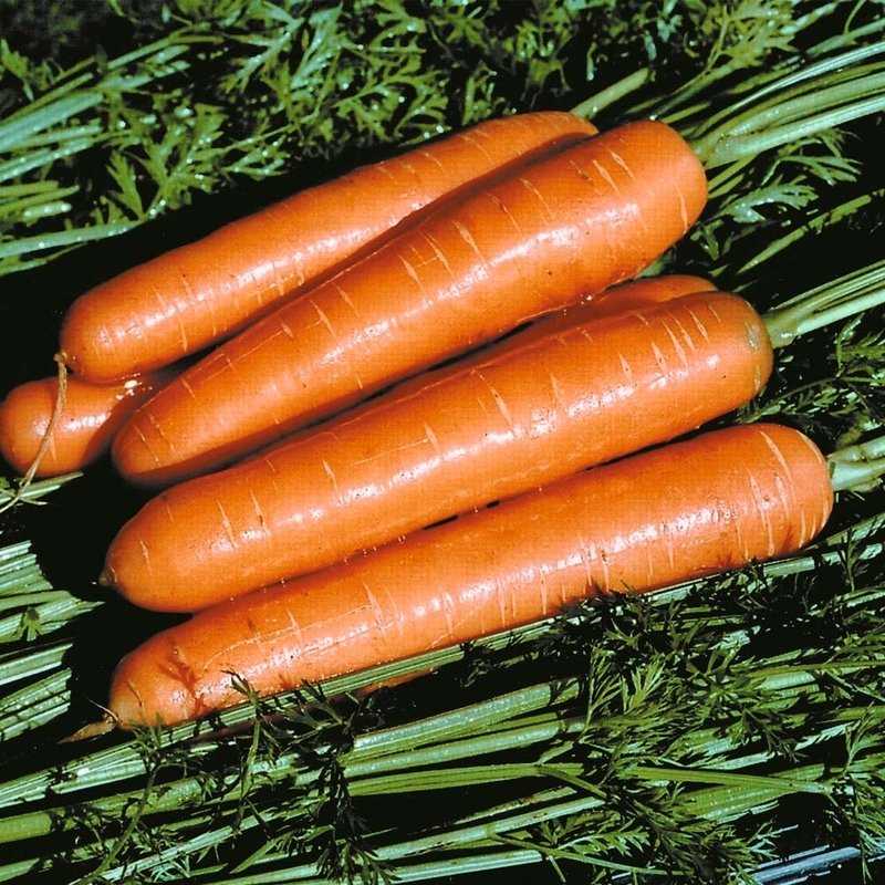 Самые лучшие сорта моркови – как выбрать тот, который вам нужен